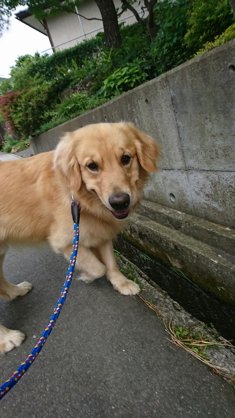 ゴールデンの福ちゃん お泊まりの様子