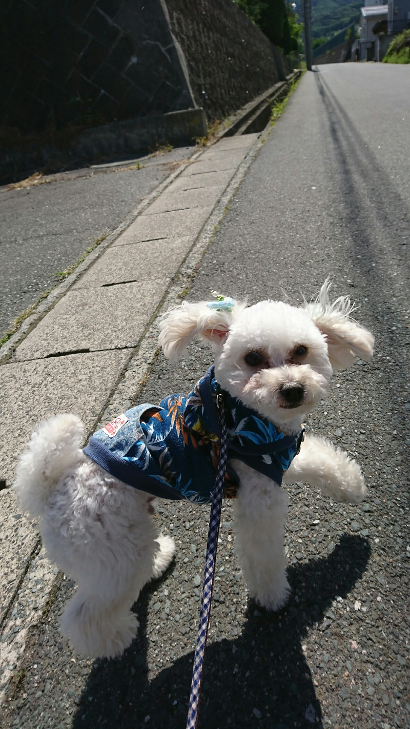 プードルの白玉ちゃん お泊まりの様子