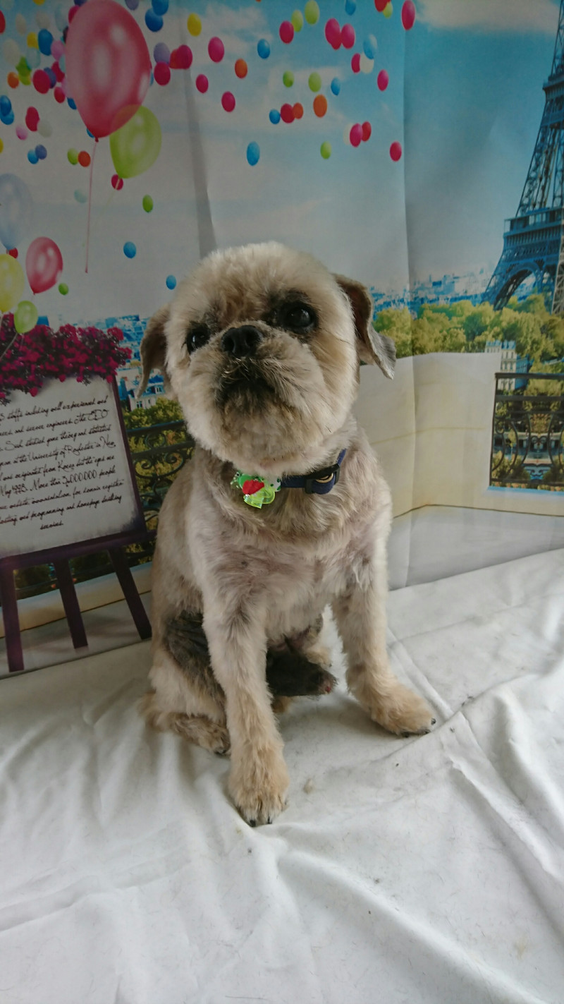 グリフォンのサブちゃん トリミングコース