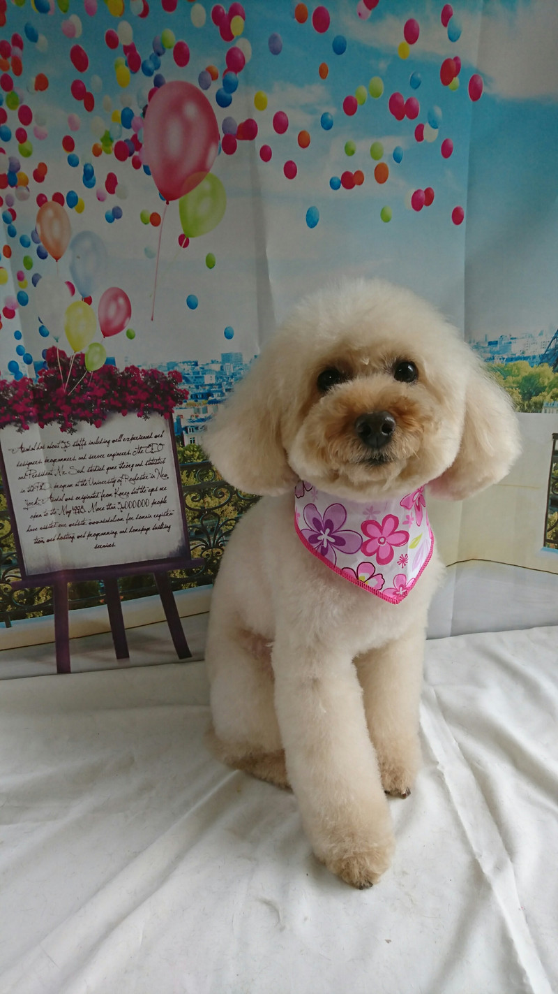 プードルのマロンちゃん トリミングコース