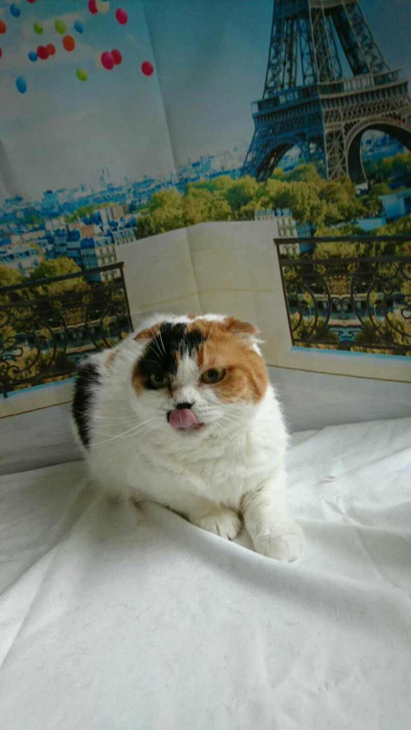 ヒマラヤンのぶりちゃん&スコティッシュのしゃけちゃん お爪切り 肛門周りのカット