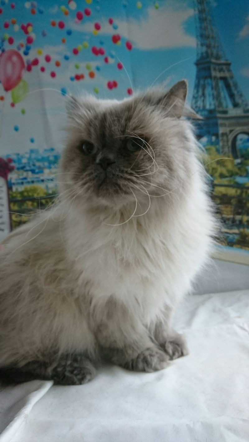 ヒマラヤンのぶりちゃん&スコティッシュのしゃけちゃん お爪切り 肛門周りのカット