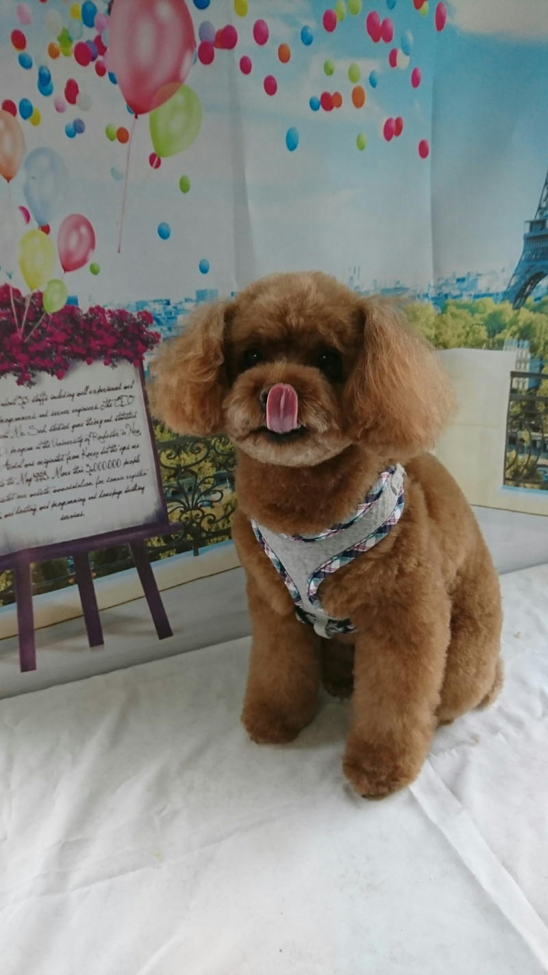 プードルのハルちゃん トリミングコース