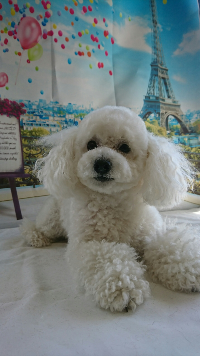 プードルのココちゃん お顔のカット