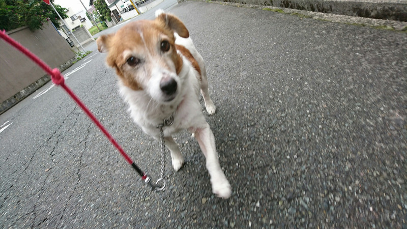 ジャックラッセルの太郎ちゃん お泊まりの様子