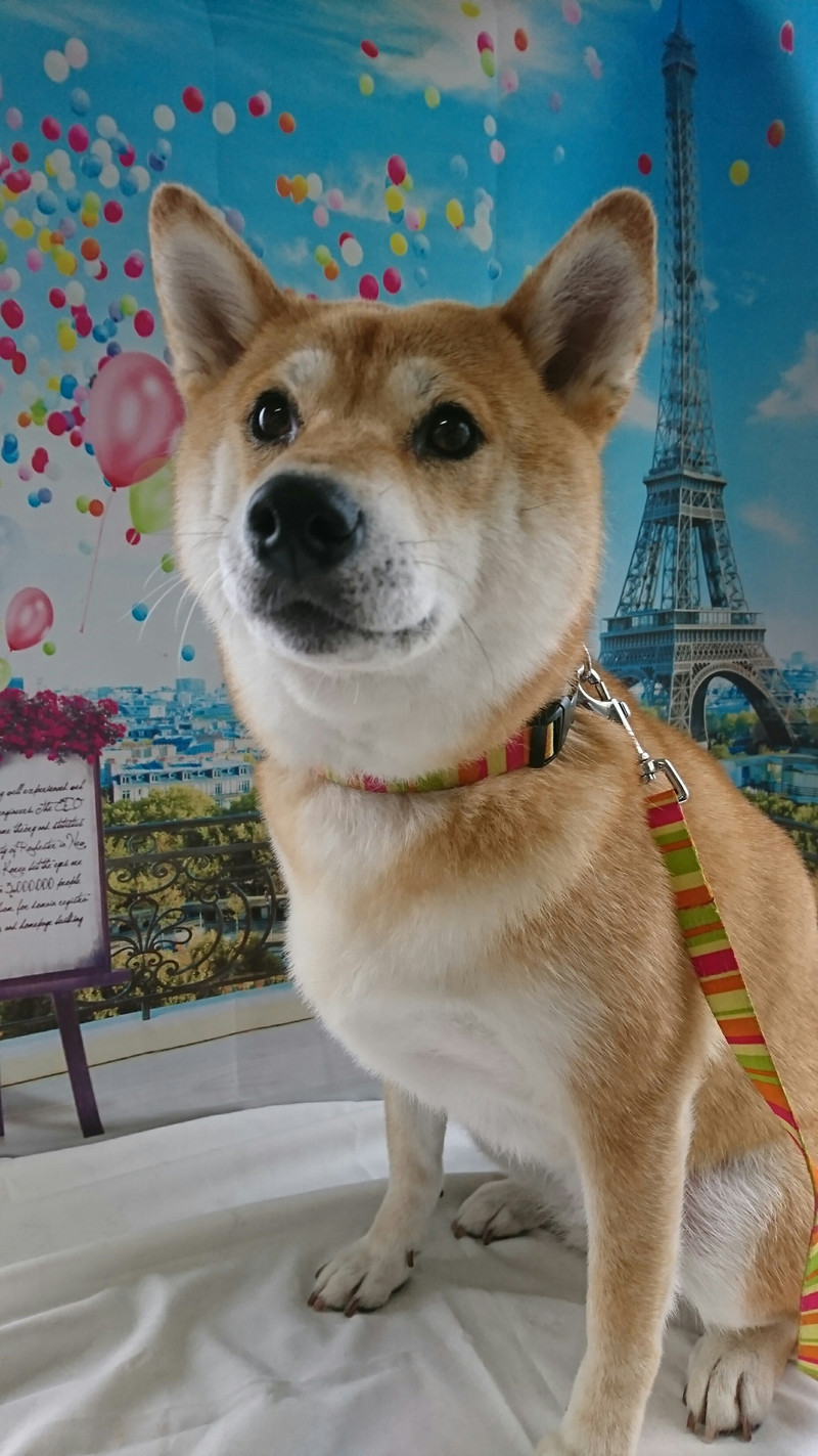 柴のモモちゃん グルーミングコース