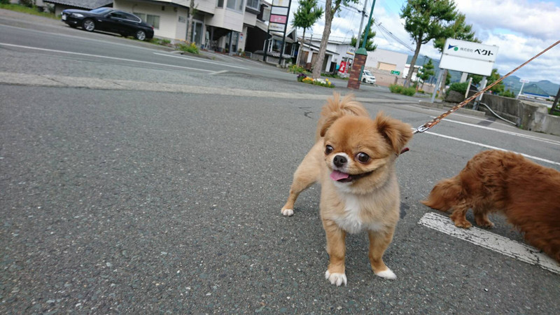 ダックスのラヴィちゃん&狆×チワワのまりもちゃん お泊まりの様子 グルーミングコース