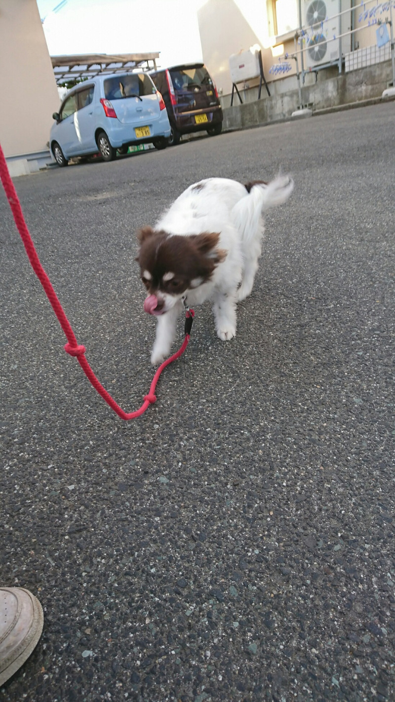 チワワのチョコちゃん お泊まりの様子