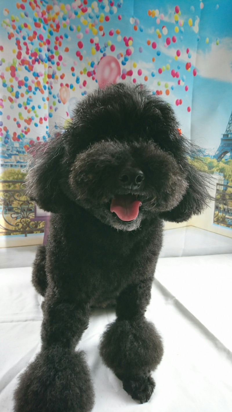 プードルのクールちゃん シャンプーコース