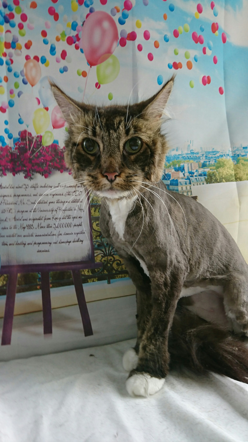 猫のカンタロウちゃん トリミングコース