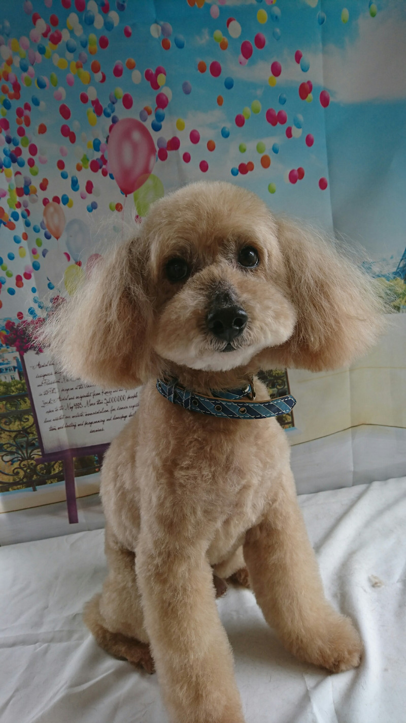 プードルのショコラちゃん トリミングコース