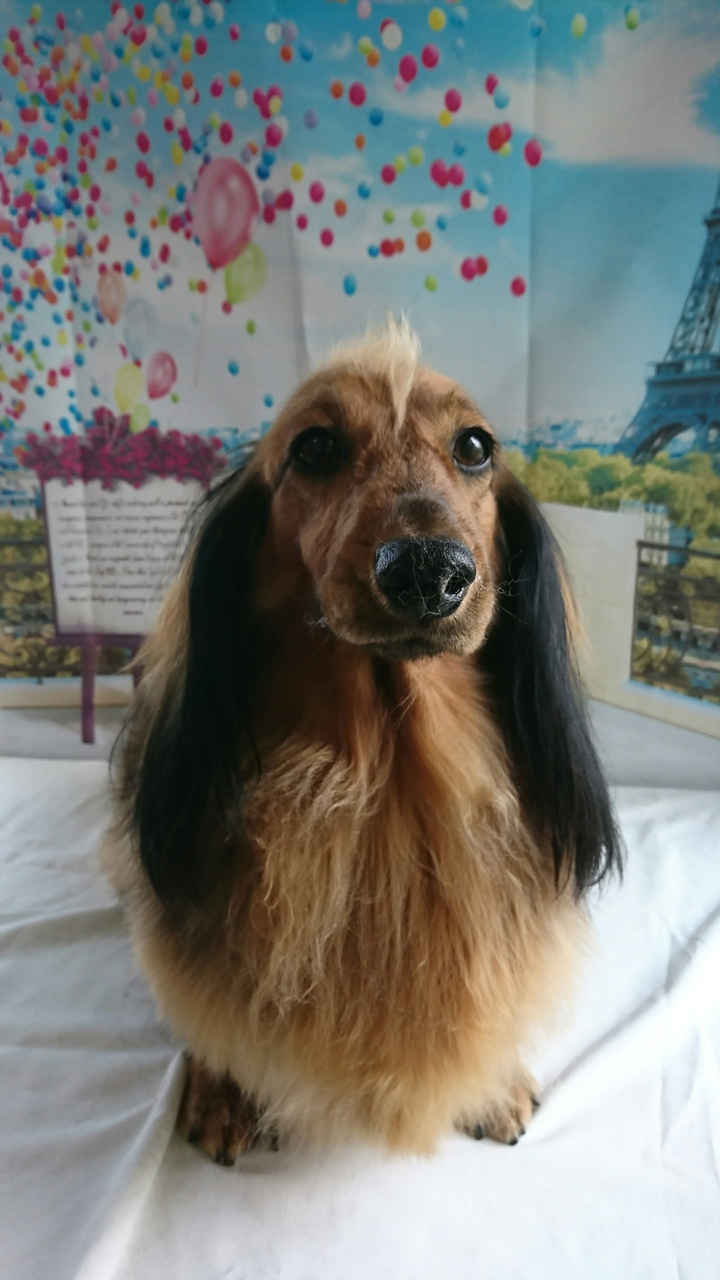 ダックスのメルちゃん グルーミングコース 部分カット