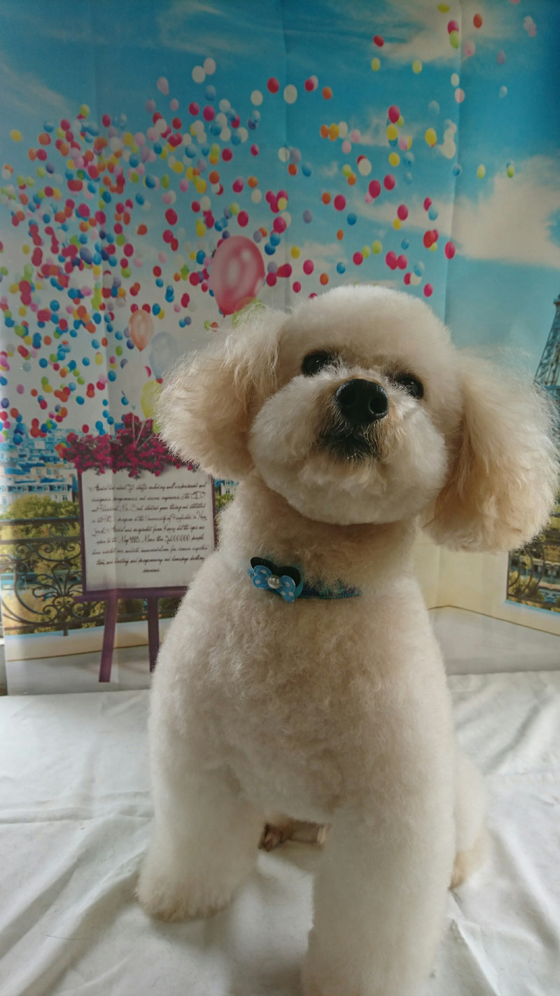 プードルのりゅうちゃん シャンプーコース お顔のカット