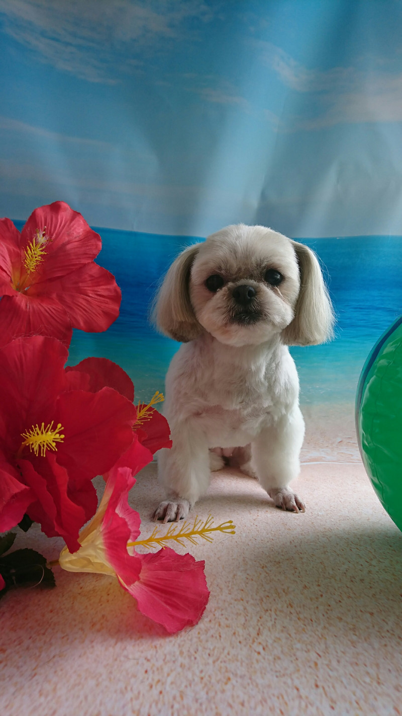 シーズーのシーちゃん&プードルのベイリーちゃん トリミングコース