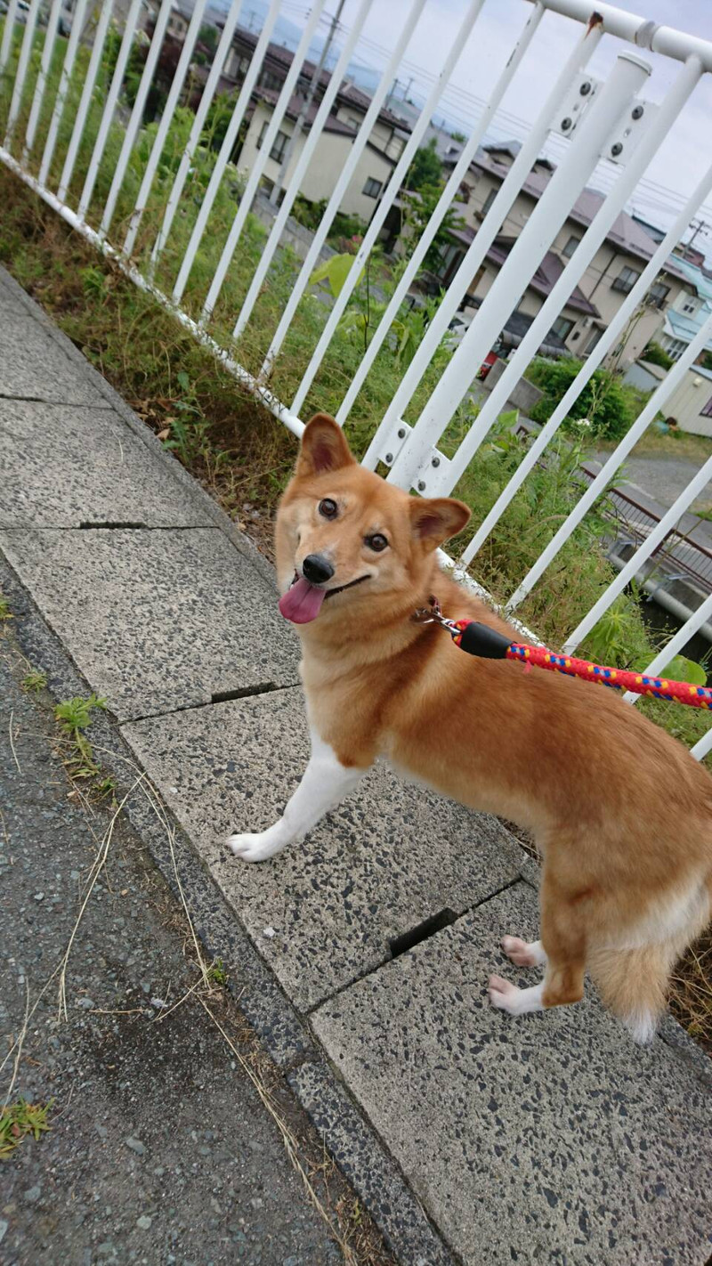 柴×コーギーのメイちゃん お泊まりの様子