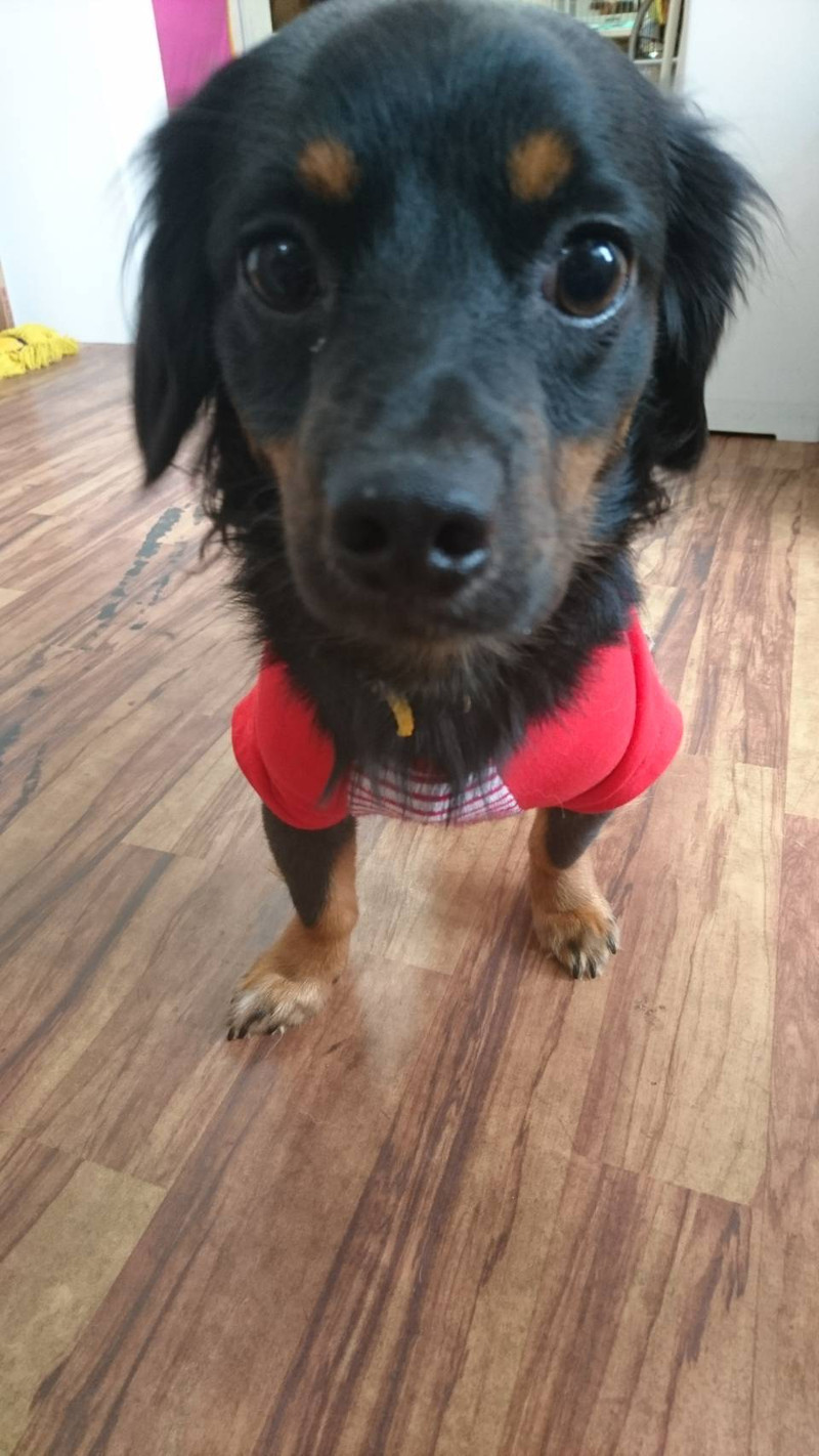 チワワ×ダックスのくぅちゃん 一時お預かり