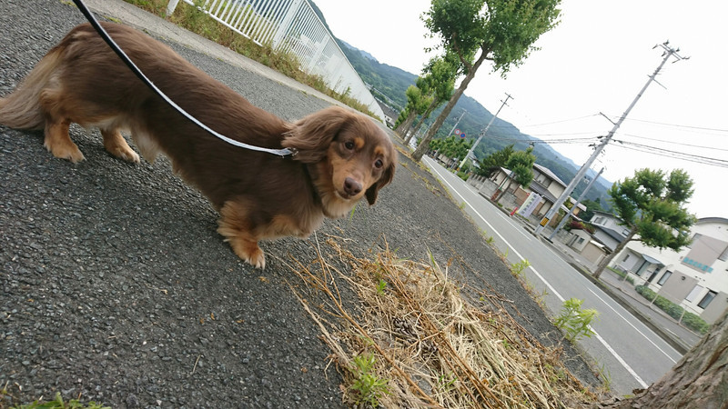 ダックスのレオンちゃん お泊まりの様子