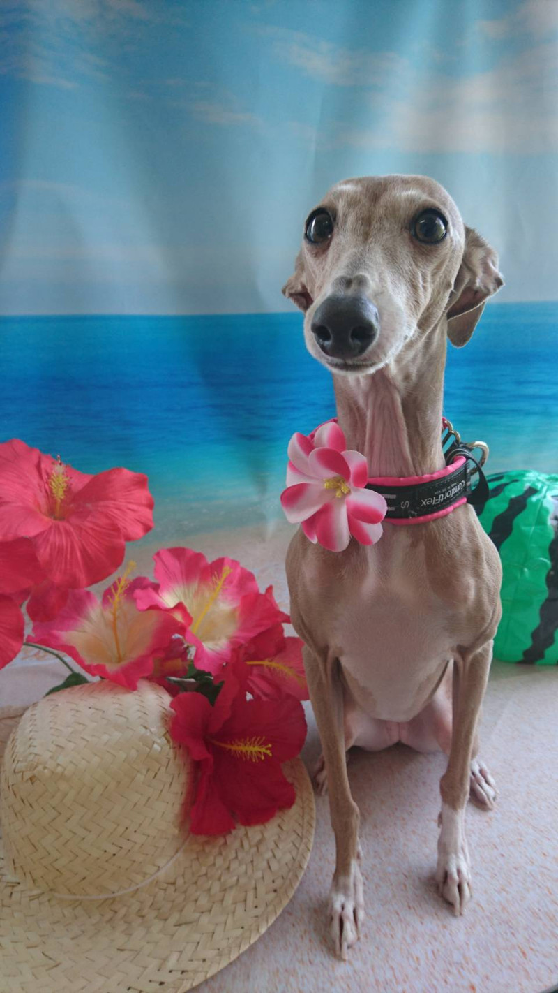 イタグレのティノちゃん グルーミングコース