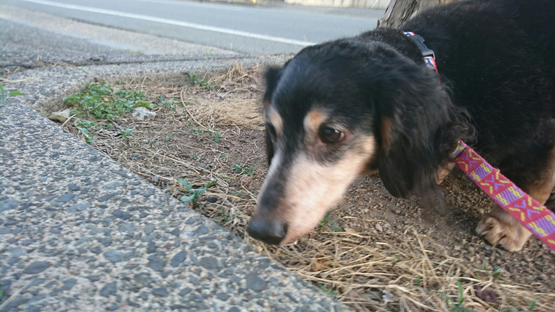 ダックスのロンちゃん&トラちゃん お泊まりの様子