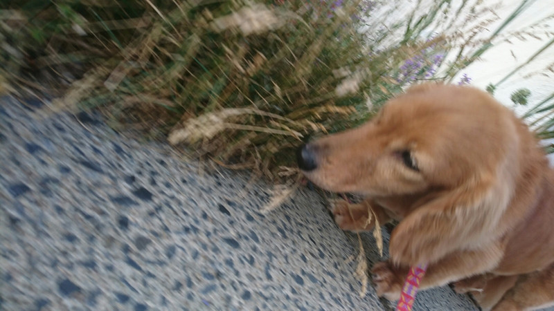 ダックスのロンちゃん&トラちゃん お泊まりの様子