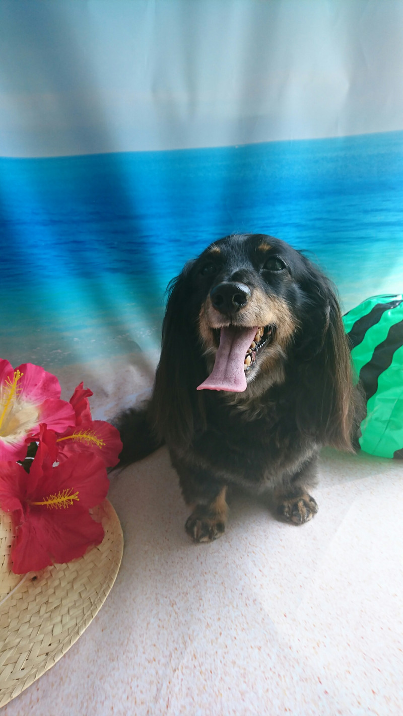 ダックスのミッキーちゃん グルーミングコース