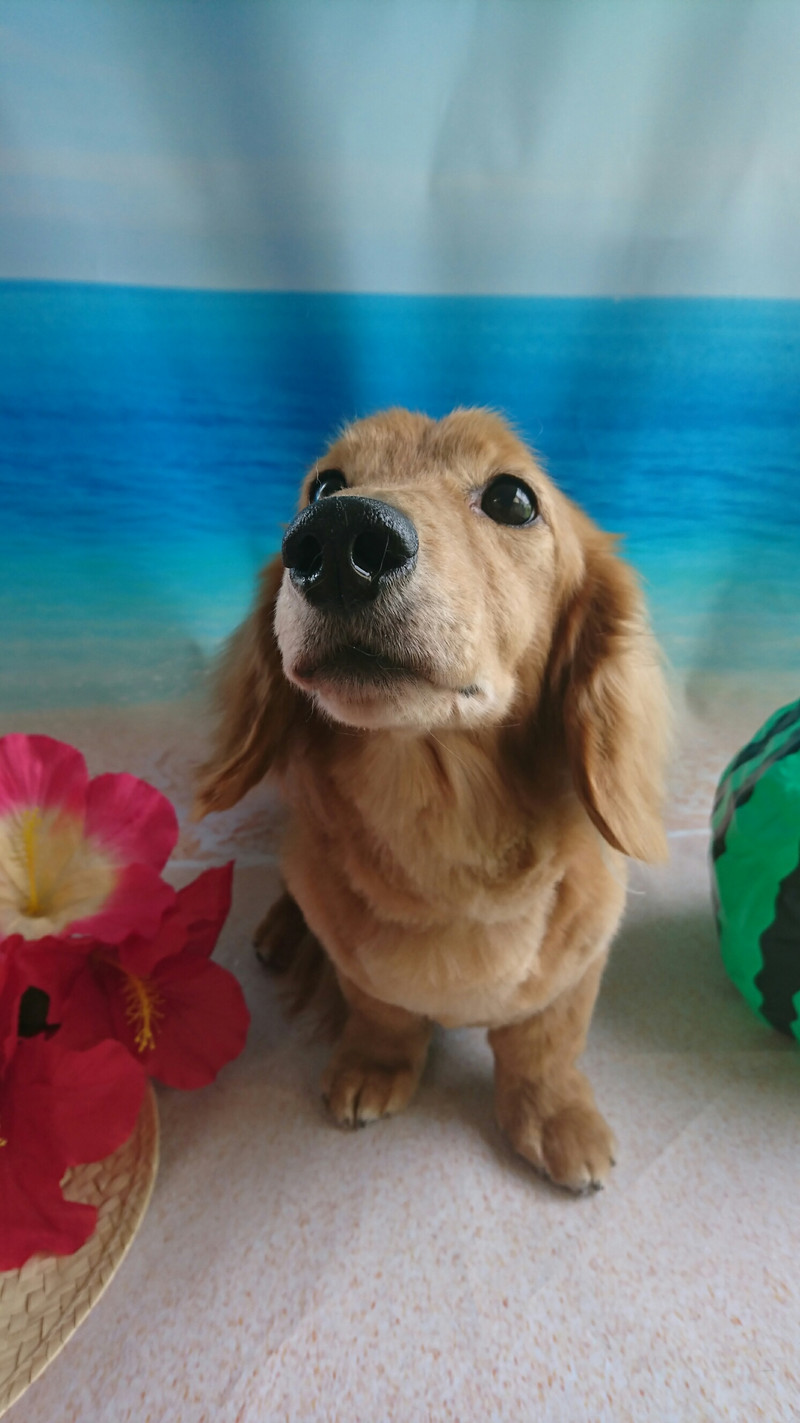 ダックスのロンちゃん&トラちゃん トリミングコース