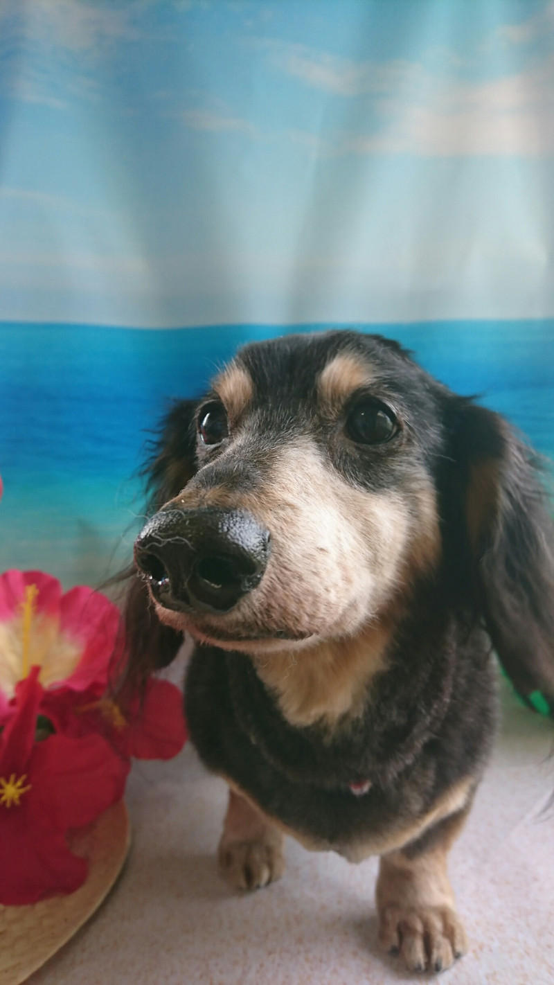 ダックスのロンちゃん&トラちゃん トリミングコース