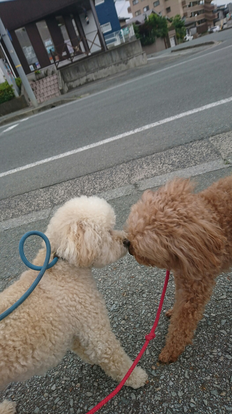 プードルのジャックちゃん お泊まりの様子