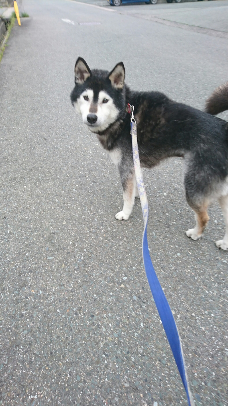 柴のはやてちゃん お泊まりの様子