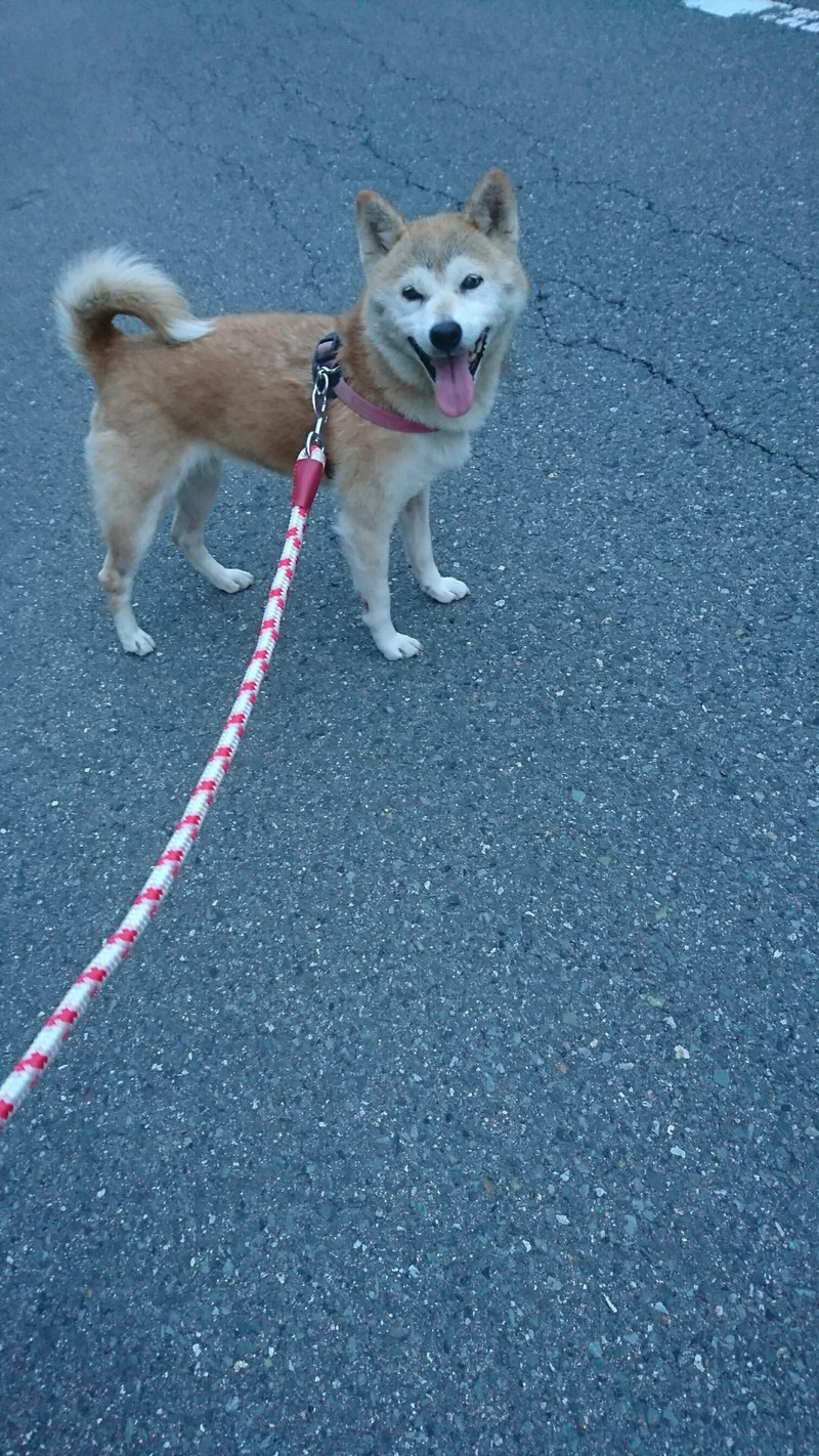 柴のナナちゃん お泊まりの様子