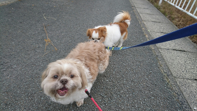 シーズーのレオちゃん お泊まりの様子
