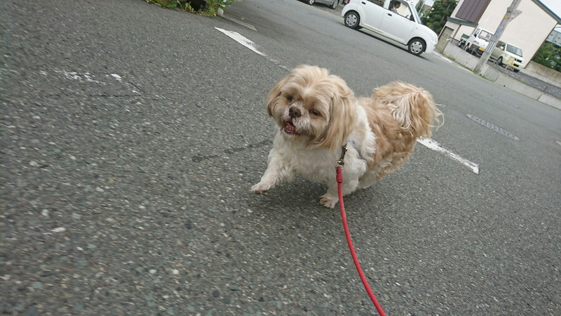 シーズーのレオちゃん お泊まりの様子