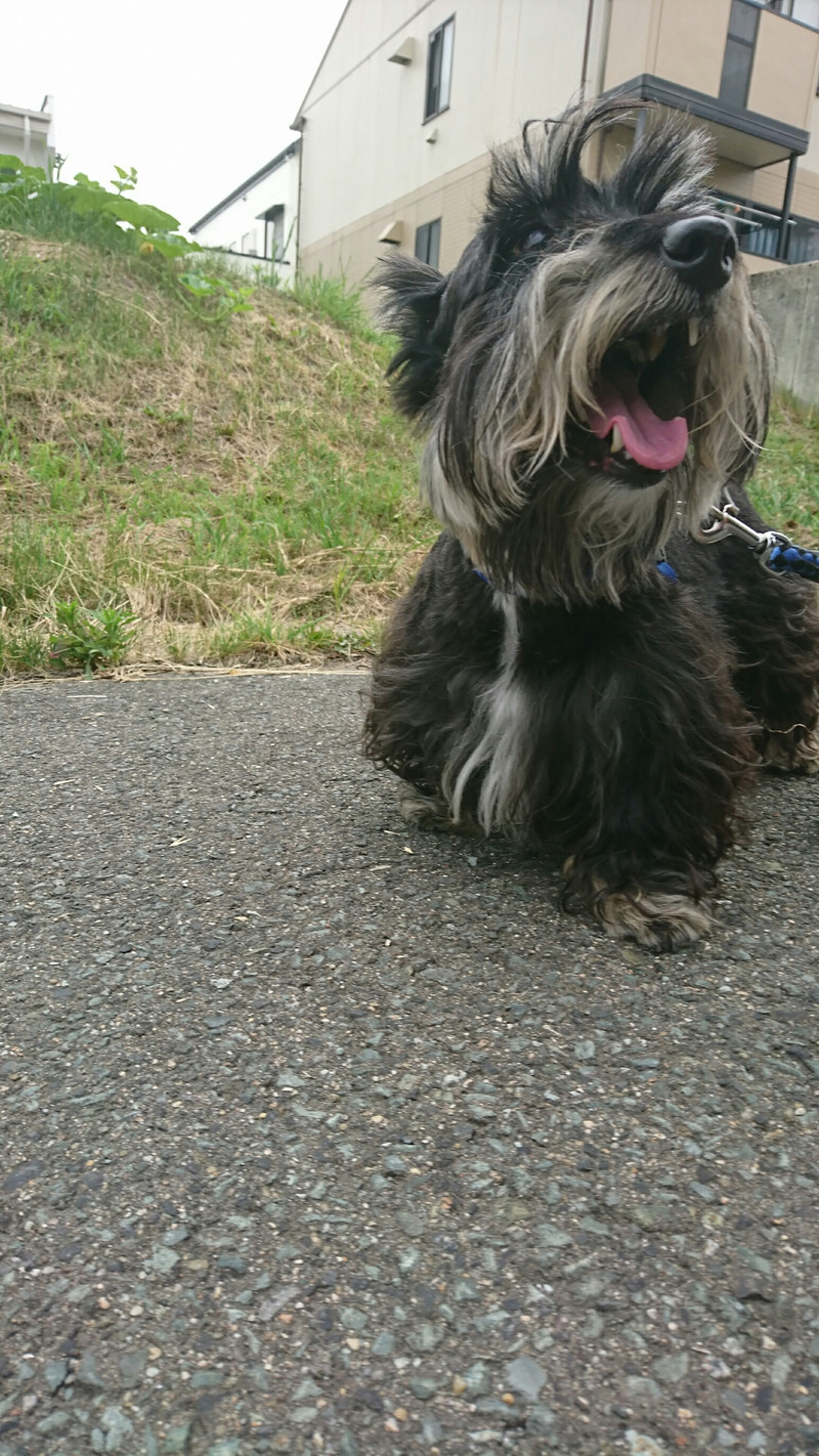 スコッチのリクちゃん お泊まりの様子