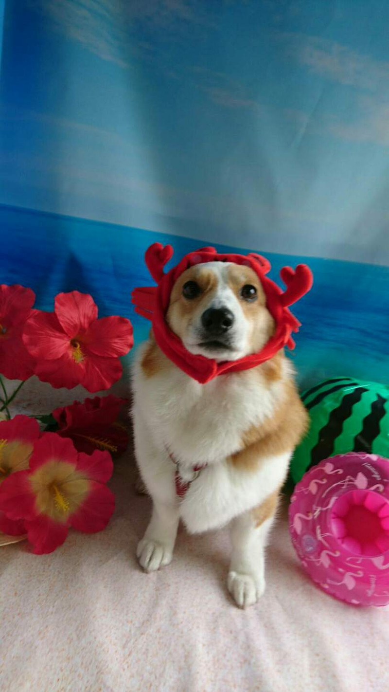 コーギーのサスケちゃん&つくしちゃん グルーミングコース