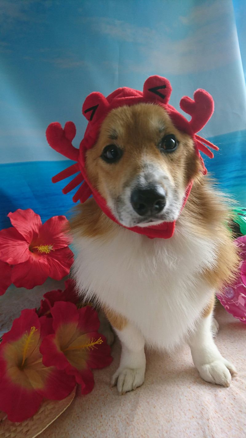 コーギーのサスケちゃん&つくしちゃん グルーミングコース