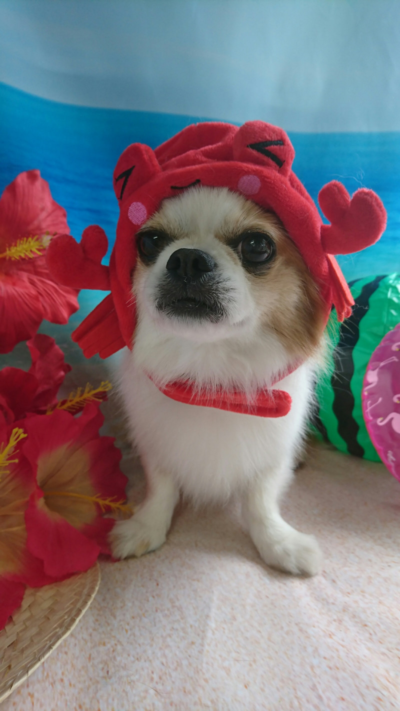 mixのちゃっぴぃちゃん シャンプーコース 部分カット