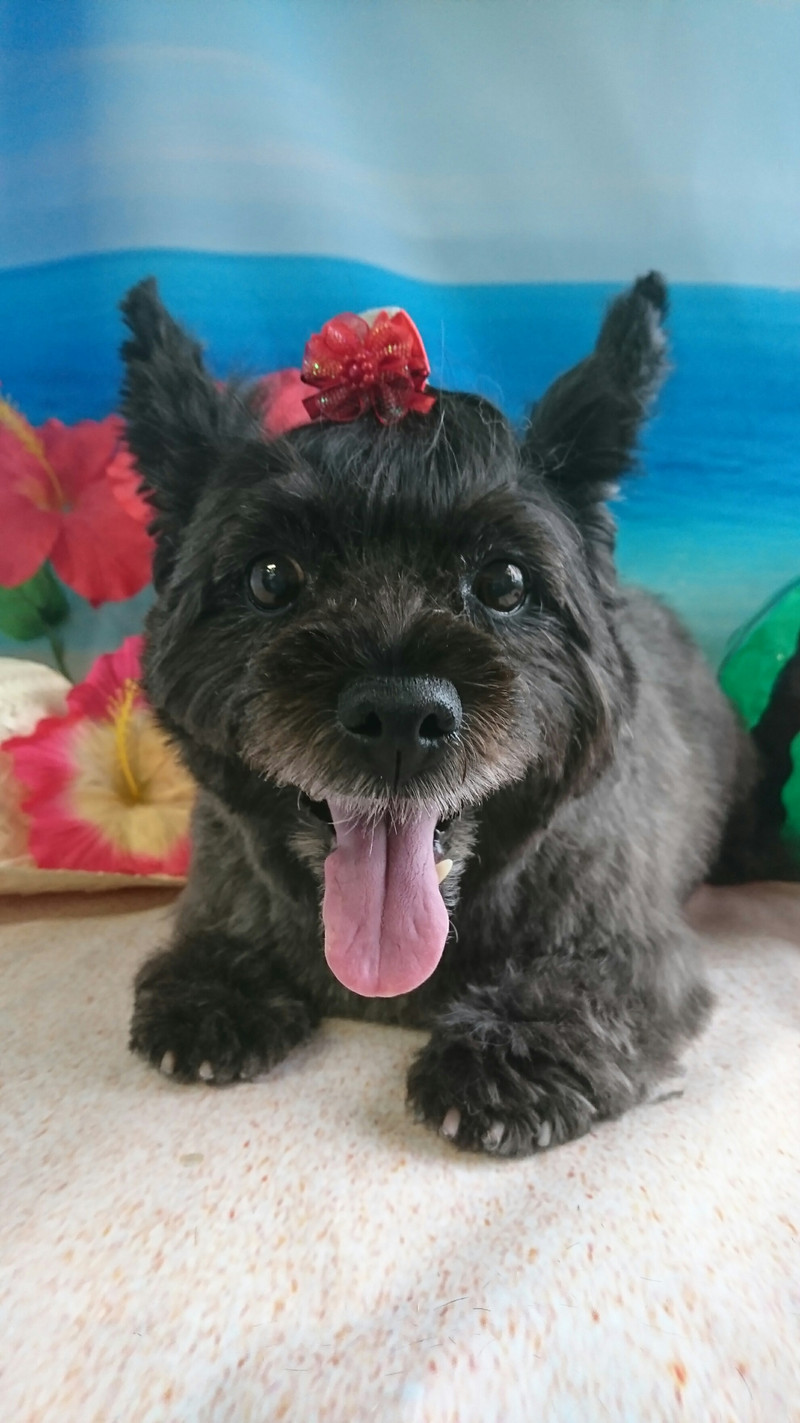 ケアーンのモモちゃん トリミングコース