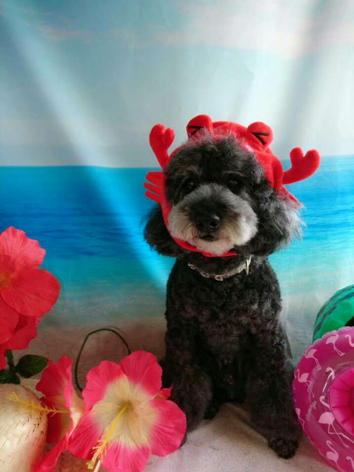 プードルのルークちゃん&マークちゃん&クーちゃん グルーミングコース