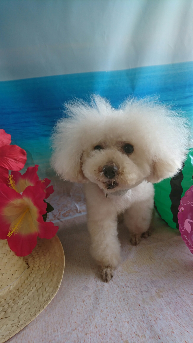 プードルのルークちゃん&マークちゃん&クーちゃん グルーミングコース