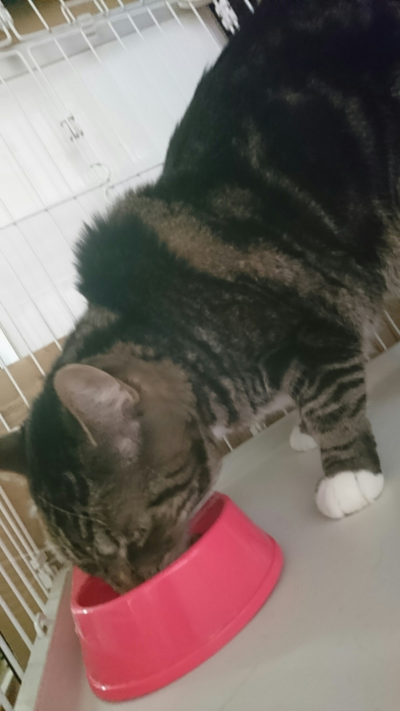 猫のタビーちゃん&しまちゃん お泊まりの様子