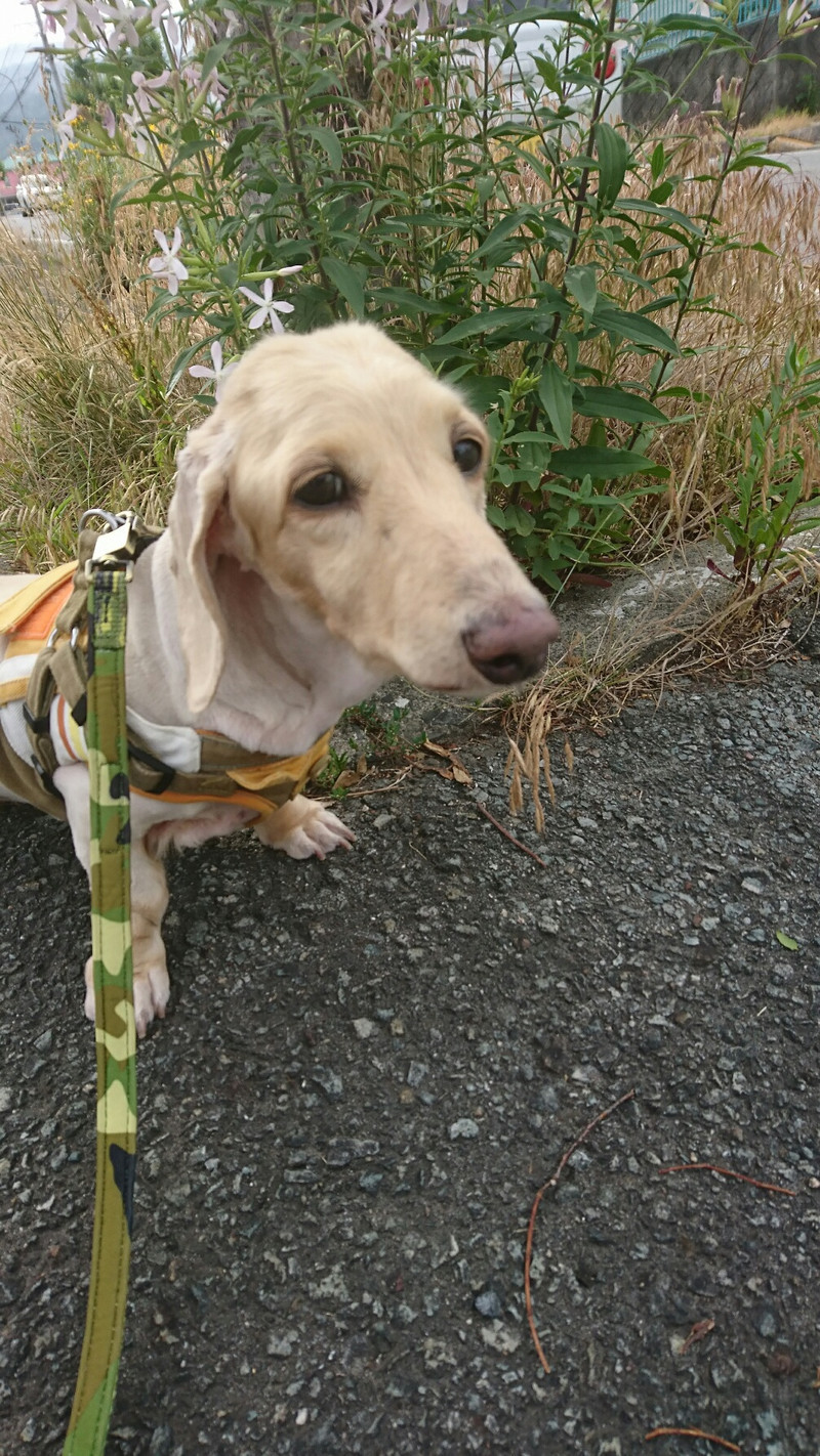ダックスのリョウちゃん&武蔵ちゃん お泊まりの様子