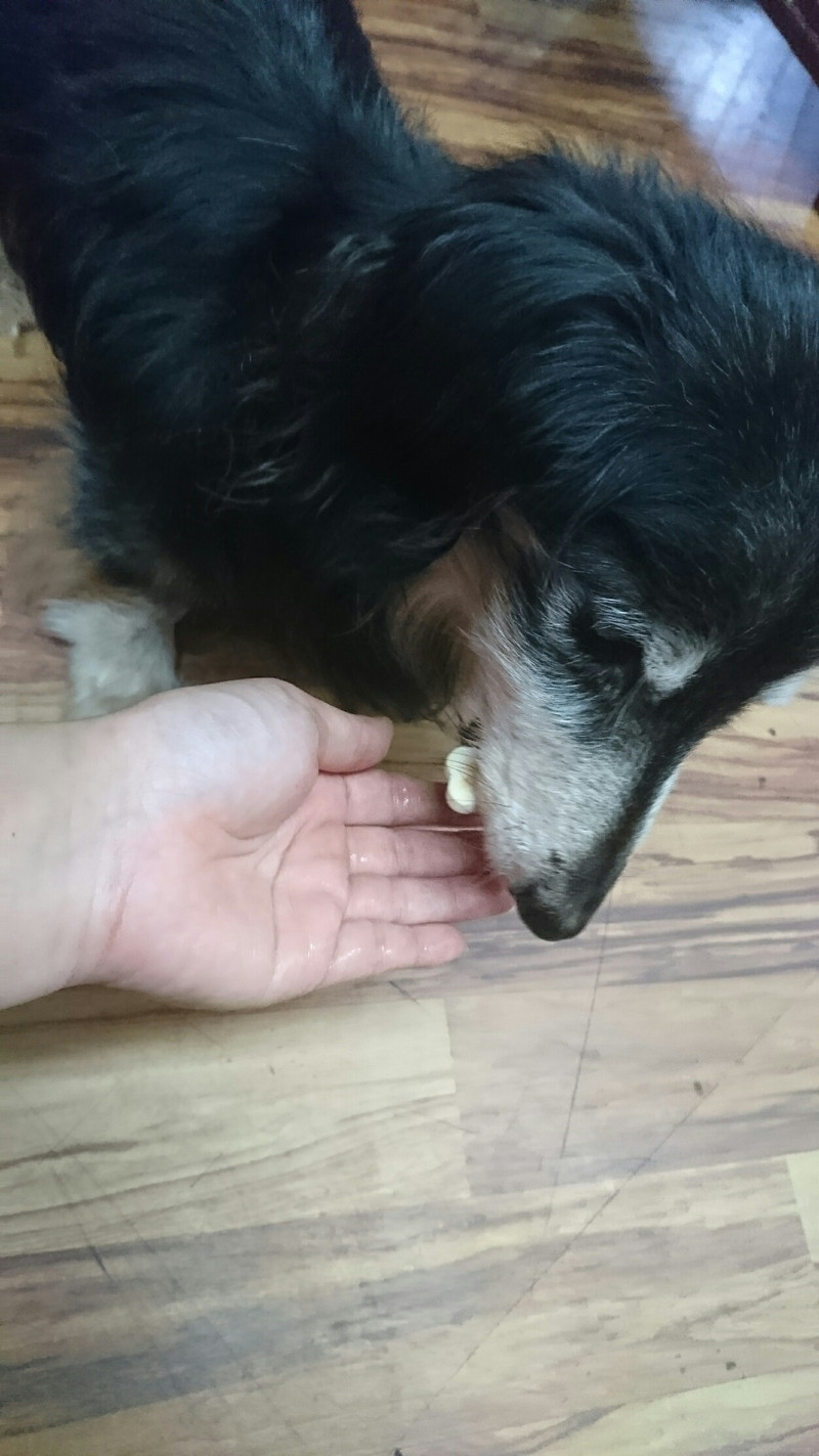 ダックスのジャッキーちゃん&リンダちゃん お泊まりの様子