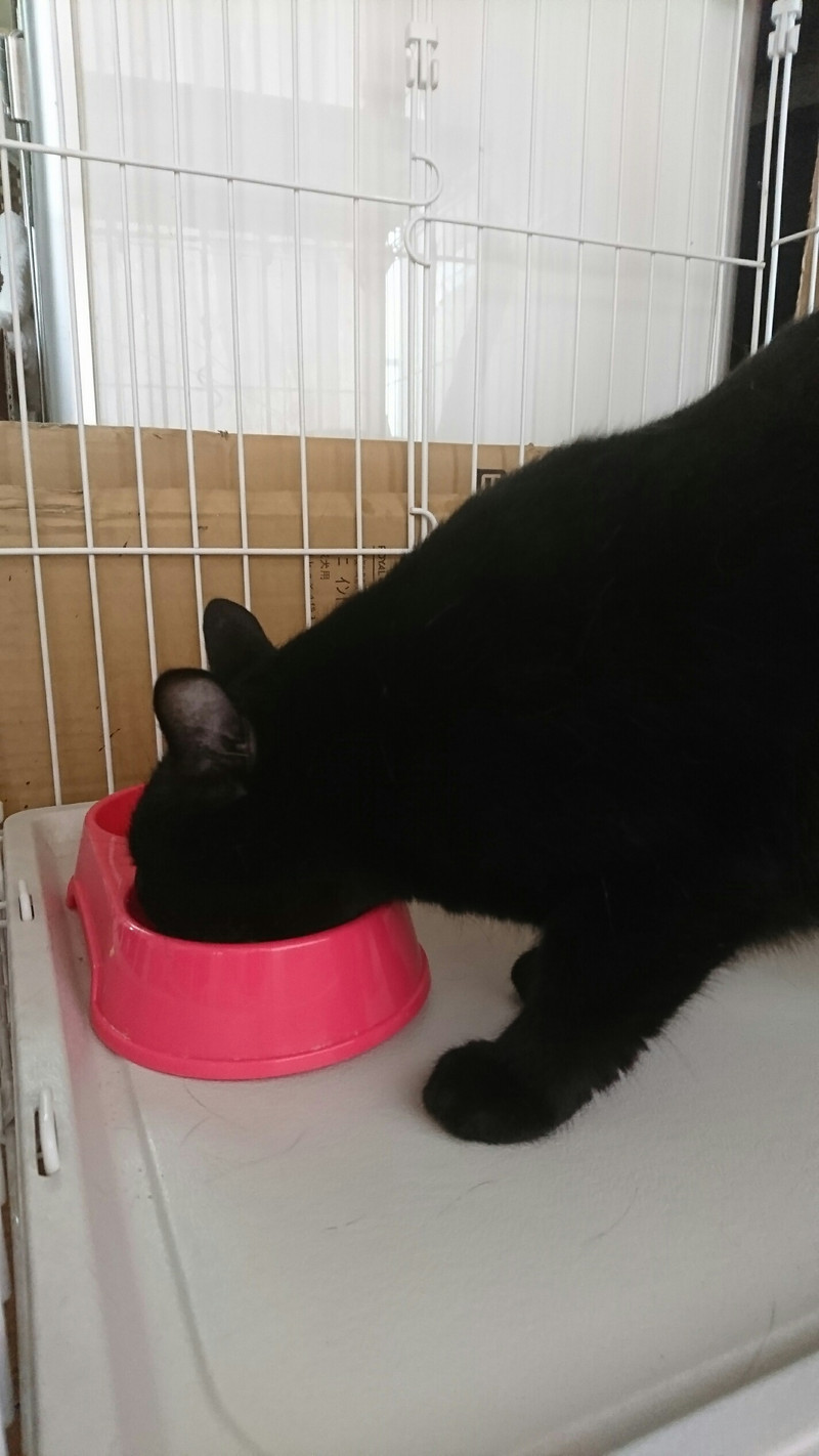 猫のタビーちゃん&しまちゃん お泊まりの様子