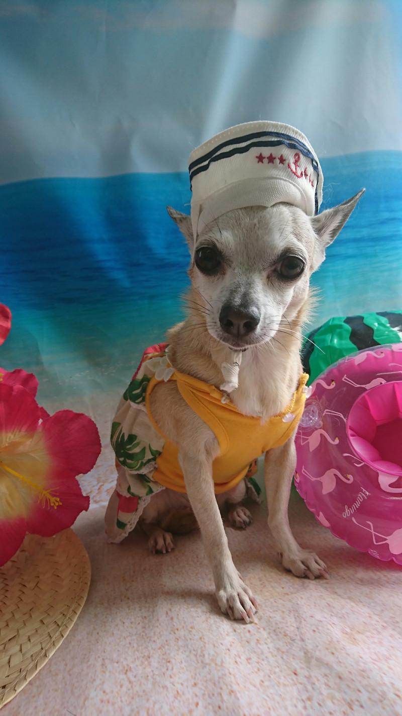 チワワのリノちゃん お爪切り