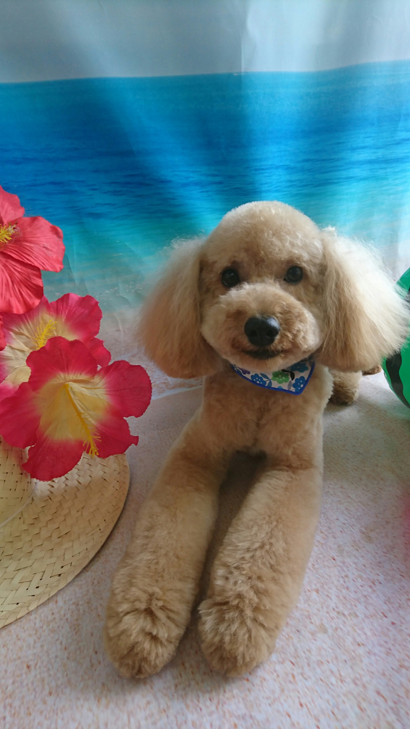 プードルのフクちゃん トリミングコース