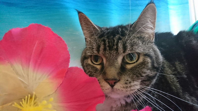 猫のしまちゃん&タビーちゃん お爪切り