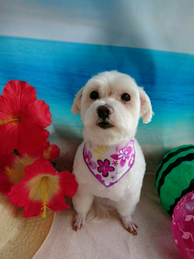 マルチーズのポコタちゃん&プータちゃん トリミングコース