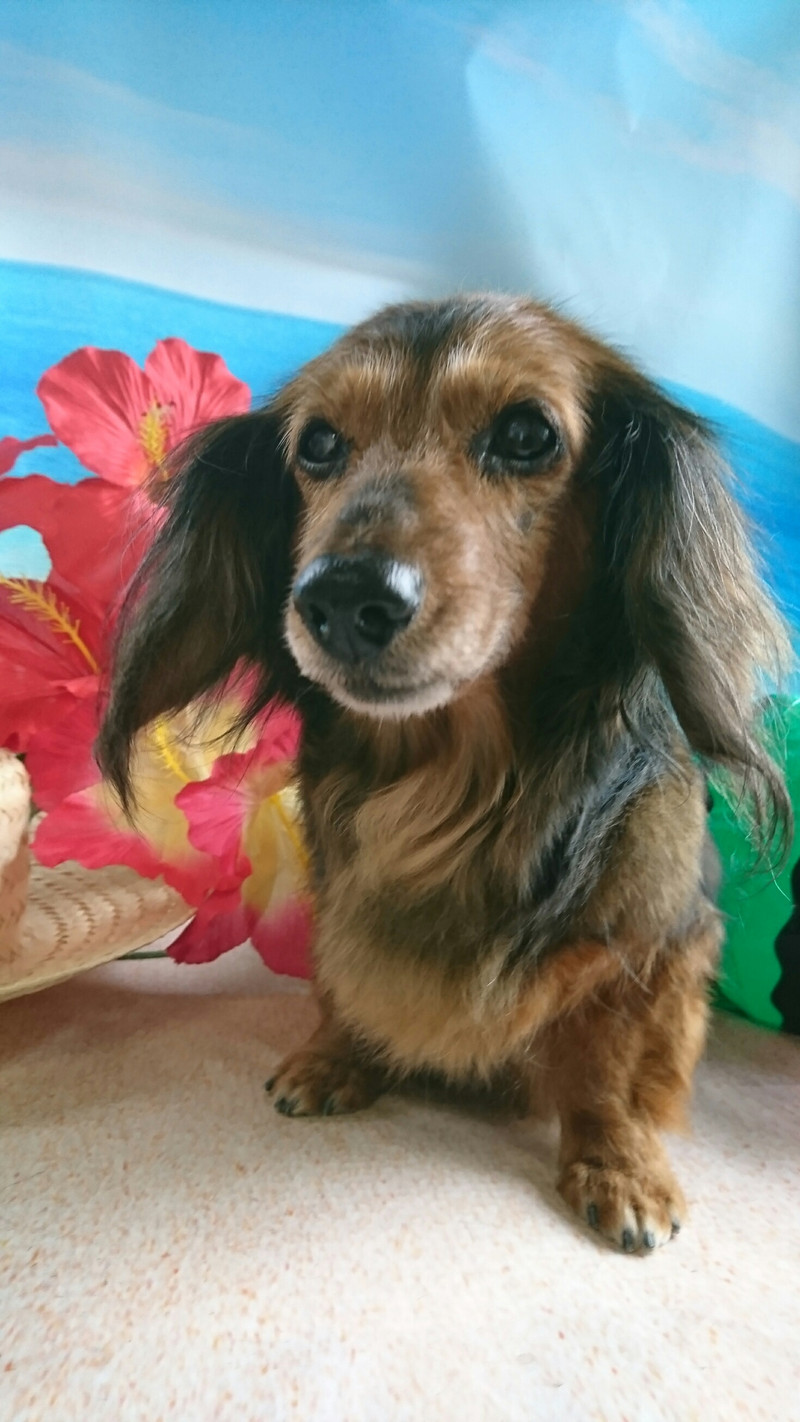 ダックスのポップちゃん&モモちゃん グルーミングコース デンタル