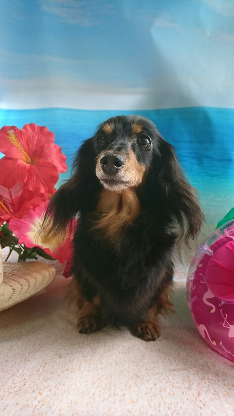 ダックスのポップちゃん&モモちゃん グルーミングコース デンタル