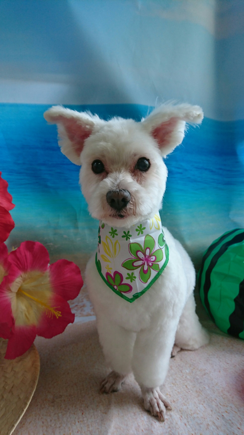 マルチーズのポコタちゃん&プータちゃん トリミングコース